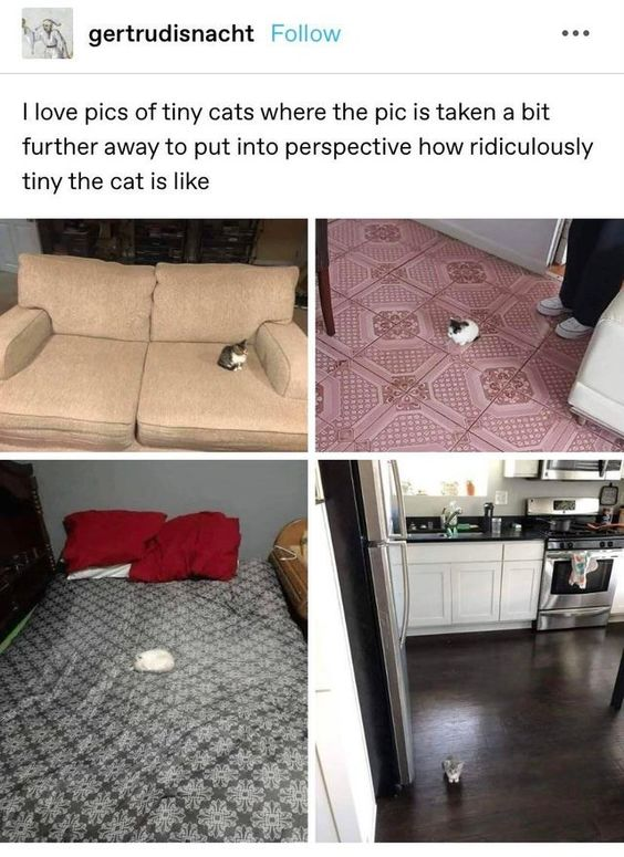 This is a screenshot of a social media post from user "gertrudisnacht". The post's top caption reads: "I love pics of tiny cats where the pic is taken a bit further away to put into perspective how ridiculously tiny the cat is like". Below this text is a 2x2 collage of four photos, each using forced perspective to create the humorous illusion that a cat is extremely small:
1. Top left: A small cat sits on a large beige couch, appearing minuscule next to the couch cushions.
2. Top right: A cat looks tiny on a patterned tile floor, positioned near a person's legs to emphasize its scaled-down appearance.
3. Bottom left: A cat resembles a small white blob on a large bed with a dark patterned bedspread.
4. Bottom right: A cat stands on a dark kitchen floor, dwarfed by the refrigerator and surrounding cabinets.
The core joke relies on forced perspective photography, exaggerating the cats' size for cute, comedic effect, playing on the appeal of tiny animals and the absurdity of the visual illusion.
