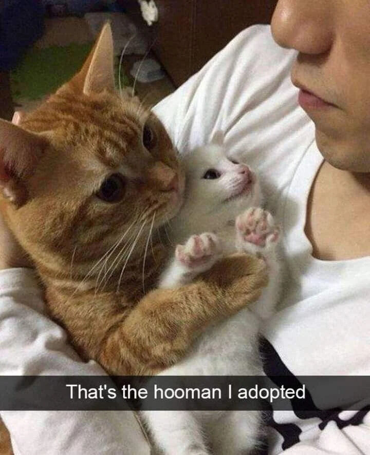 A heartwarming image featuring an orange tabby cat gently embracing a small white kitten, both cradled in the arms of a human wearing a white shirt. The orange cat displays an affectionate expression while looking at the kitten, which appears relaxed with its front paws raised. At the bottom of the image, a humorous caption reads 'That's the hooman I adopted,' subverting the common narrative of humans adopting pets by implying the cat is the one who 'adopted' the human.