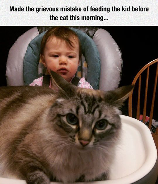The image features a baby sitting in a high chair with a neutral or slightly confused expression, wearing a pink outfit. In the foreground, a large, fluffy tabby cat with striking blue eyes lies facing the camera, giving an intense, focused stare. Above the image, there is a text overlay that reads: 'Made the grievous mistake of feeding the kid before the cat this morning...'. The cat's intense gaze humorously suggests jealousy or displeasure at being fed after the baby, creating a relatable and wholesome moment for pet owners.
