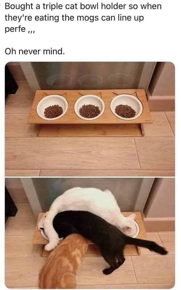 This is a two-panel funny cat meme. The text at the top explains that the owner purchased a triple cat bowl holder so their three cats (referred to as 'mogs', UK slang for cats) could each eat from their own separate bowl lined up perfectly, before cutting off and saying 'Oh never mind.' The top panel shows the neatly arranged triple bowl holder with three separate bowls all full of cat kibble, ready for the cats. The bottom panel shows the punchline: all three cats are crammed together, all eating from just one single bowl, completely ignoring the other two full bowls, perfectly demonstrating a common silly cat behavior that goes against what any owner would expect.