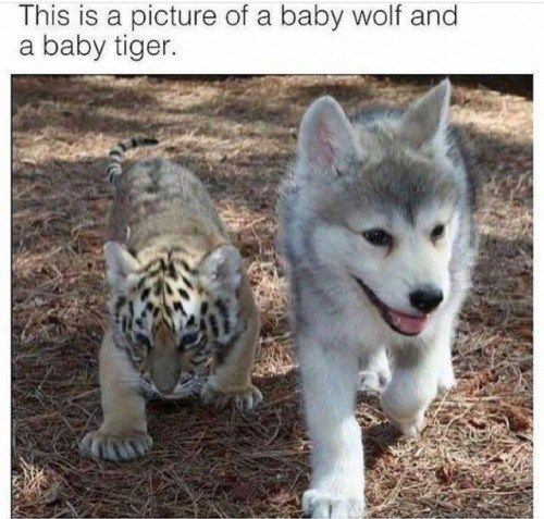 This image is a cute wholesome meme that displays two baby wild animals walking across dry, brown grassy ground: a young wolf pup walks toward the camera on the right side of the frame, with a happy open-mouthed expression, while a baby tiger cub walks behind the wolf, with its head lowered as it moves forward. Text at the top of the image introduces the content as a picture of a baby wolf and a baby tiger, focusing on the adorable interaction between the two young animals.