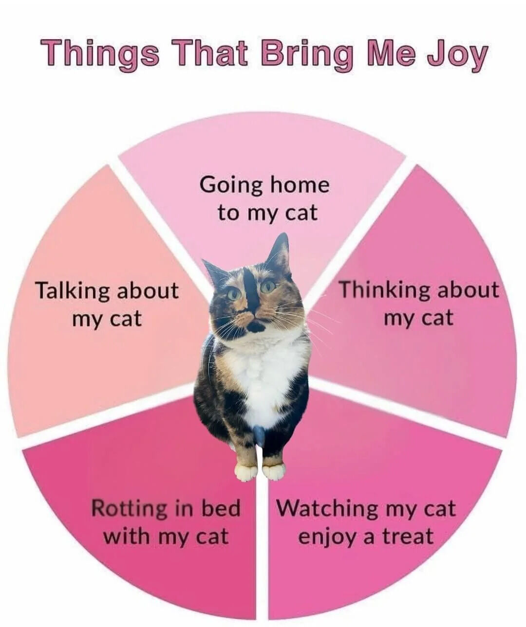 A pie chart titled 'Things That Bring Me Joy' in large pink text at the top, divided into five equal pink and pink-toned segments. Each segment contains a label related to a cat: 'Going home to my cat', 'Thinking about my cat', 'Watching my cat enjoy a treat', 'Rotting in bed with my cat', and 'Talking about my cat'. Centered in the pie chart is a photo of a calico cat with a distinctive black facial marking, sitting upright and looking directly at the viewer with alert, wide eyes.