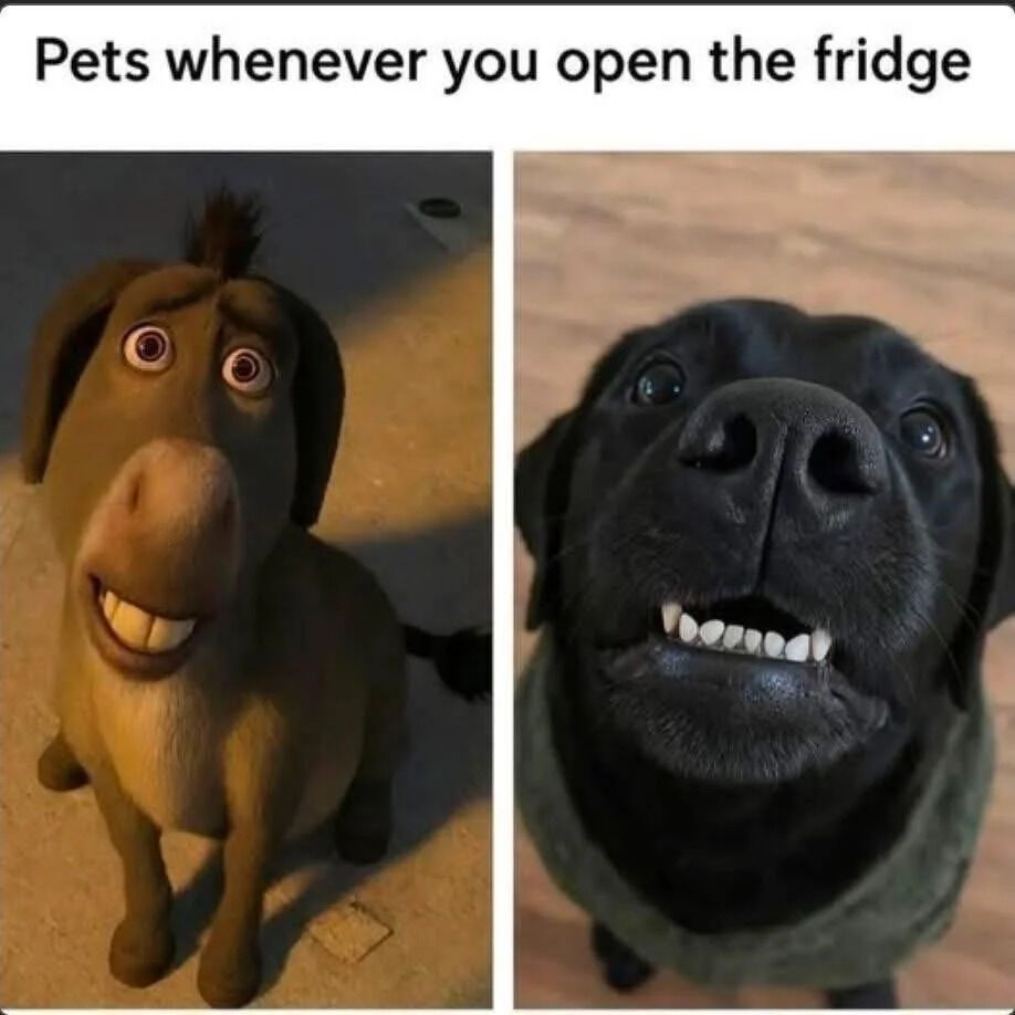 A two-panel meme titled 'Pets whenever you open the fridge' humorously compares pet reactions to the sound of a fridge opening. The left panel features an animated donkey (likely Donkey from the Shrek franchise) with wide, eager eyes and a large smile, sitting and looking up attentively. The right panel shows a real black Labrador dog with its mouth open, displaying its teeth, and wide eyes, also looking up with anticipation. Both panels highlight the universal excited reaction pets have when they hear the fridge door open, blending animated and real animal imagery for relatable, wholesome humor.