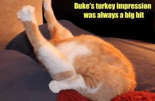 A photograph of an orange and white cat named Duke lying on its back with its front paws raised in the air, humorously mimicking the posture of a roasted turkey. The cat is positioned on a blue cushion with a red fabric visible beneath it. In the top right corner, bold yellow text reads: 'Duke's turkey impression was always a big hit,' creating a playful visual joke comparing the cat's pose to a Thanksgiving turkey.