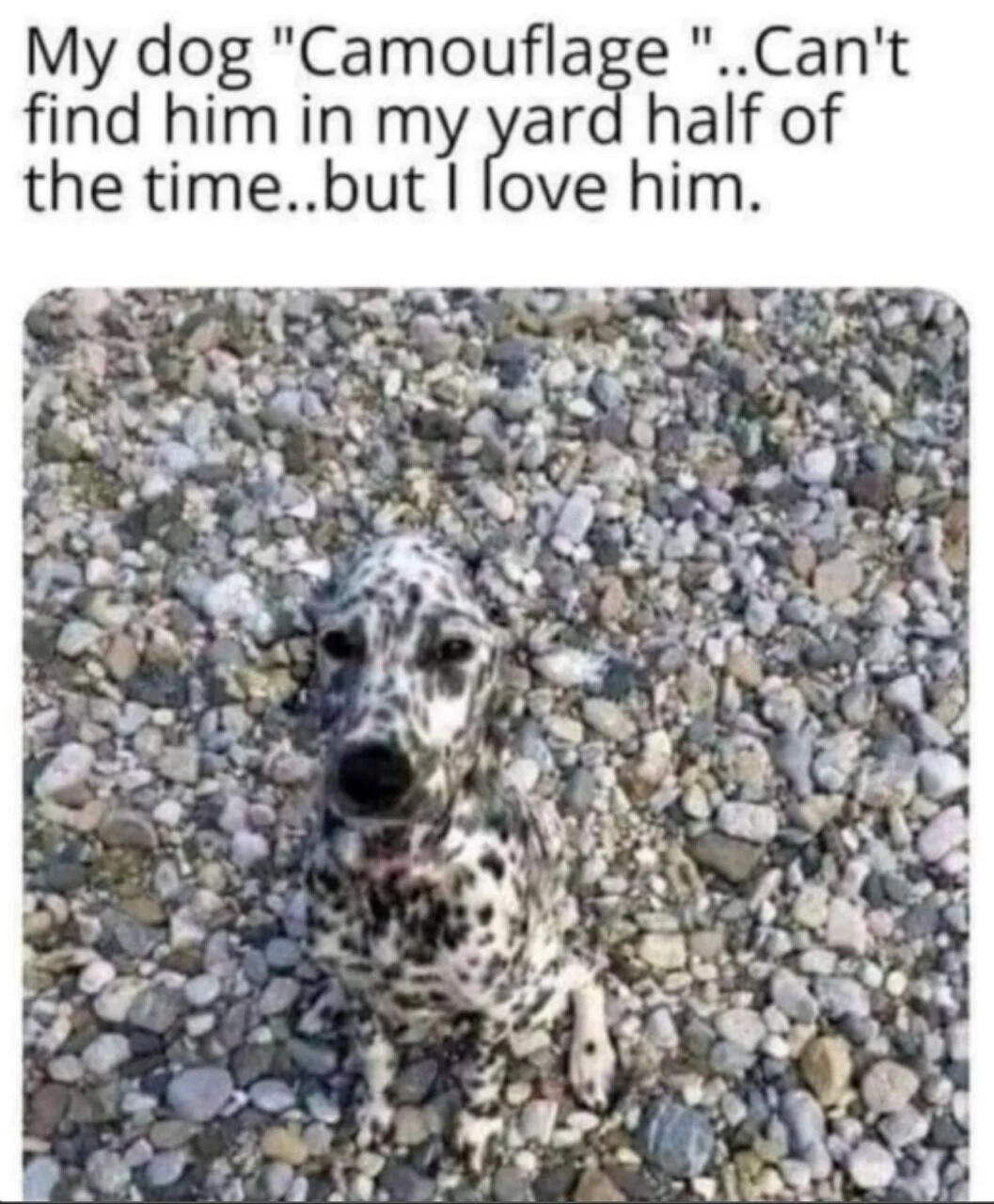 The image features a dalmatian dog named Camouflage sitting on a bed of small, multicolored pebbles. The dog's black and white spotted coat closely matches the color and pattern of the pebbles, creating a natural camouflage effect. Above the image, there is text that reads: 'My dog 'Camouflage'..Can't find him in my yard half of the time..but I love him.' The meme combines humor (from the pun on the dog's name and its camouflage ability) with wholesomeness (the owner's affectionate comment about their pet).