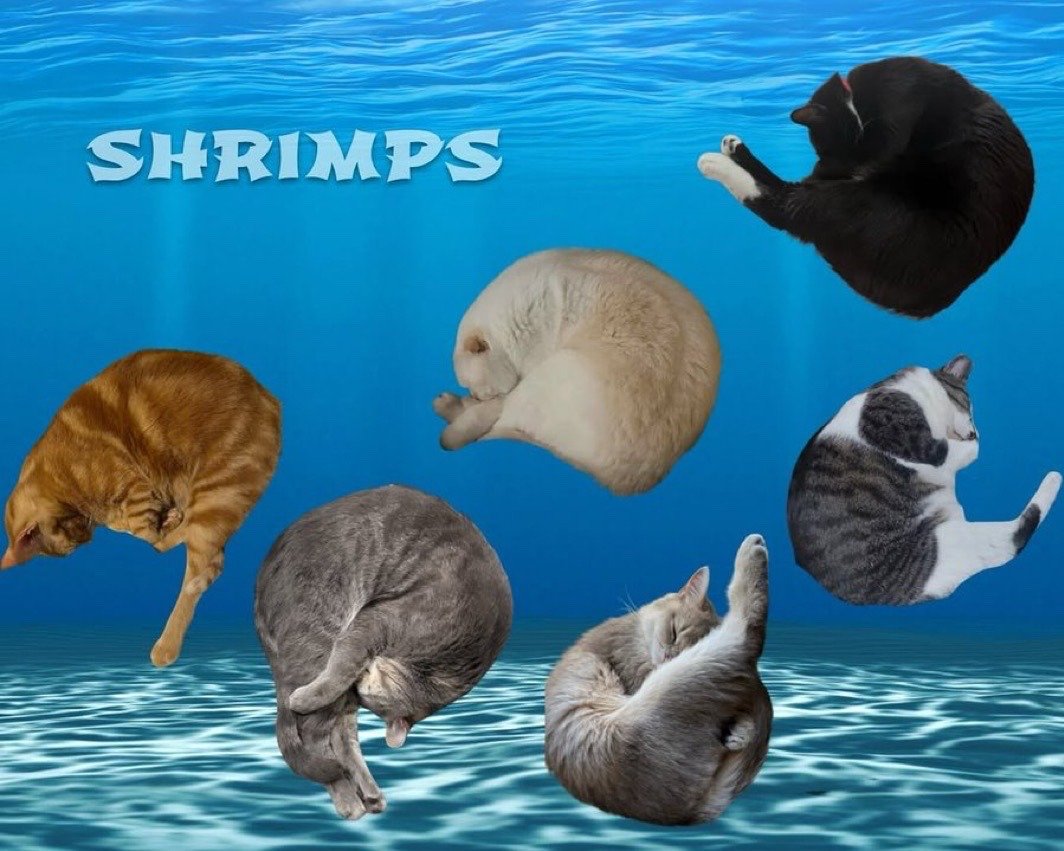 The meme uses an underwater background with sun-dappled light blue water visible at the top and bottom of the frame. At the top left, the word 'SHRIMPS' is displayed in light blue, rounded font. Six domestic cats of different colorations (orange tabby, gray tabby, cream colored, black tuxedo, gray and white tabby, light gray) are photoshopped into the underwater scene, each curled tightly into a rounded, curved sleeping position that strongly resembles the shape of a shrimp, creating a visual pun that frames the curled cats as the shrimp referenced in the text.