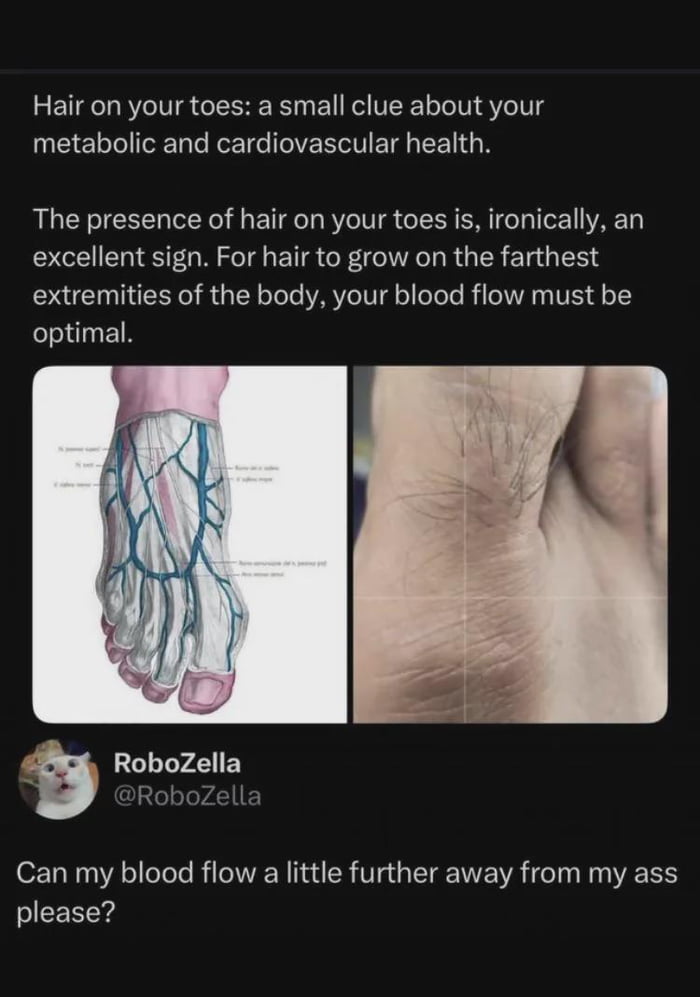 This comedic meme opens with a shared health fact stating that the presence of hair on human toes is a positive indicator of optimal blood flow, good metabolic health, and strong cardiovascular health, accompanied by two side-by-side images: a labeled anatomical diagram of the blood vessel structure in a human foot, and a close-up photograph of a human foot with dark, thick hair growing on the toe area. Below this content, a comment from user RoboZella (using a popular surprised white cat meme as their profile picture) delivers the crude, relatable punchline: 'Can my blood flow a little further away from my ass please?'. The joke plays on the health fact, implying the commenter has excellent circulation as confirmed by their toe hair, but this excess blood flow is causing unwanted, uncomfortable issues like hemorrhoids in their anal region.