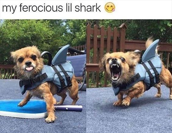 This is a two-panel collage meme featuring a small terrier-style dog wearing a blue life jacket with attached shark fins, designed to mimic a shark. The top text reads "my ferocious lil shark 😊". 

In the left panel, the dog has a playful, goofy expression with its tongue sticking out, standing on a small blue paddleboard toy. In the right panel, the dog leans forward with its mouth wide open, baring teeth in an exaggerated snarl, attempting to look "ferocious". The core joke is the humorous contrast between the dog's tiny, cute appearance and the label "ferocious lil shark"—its attempt to look tough comes off as endearing and silly, leaning into internet love for wholesome, cute pet content with exaggerated personas.