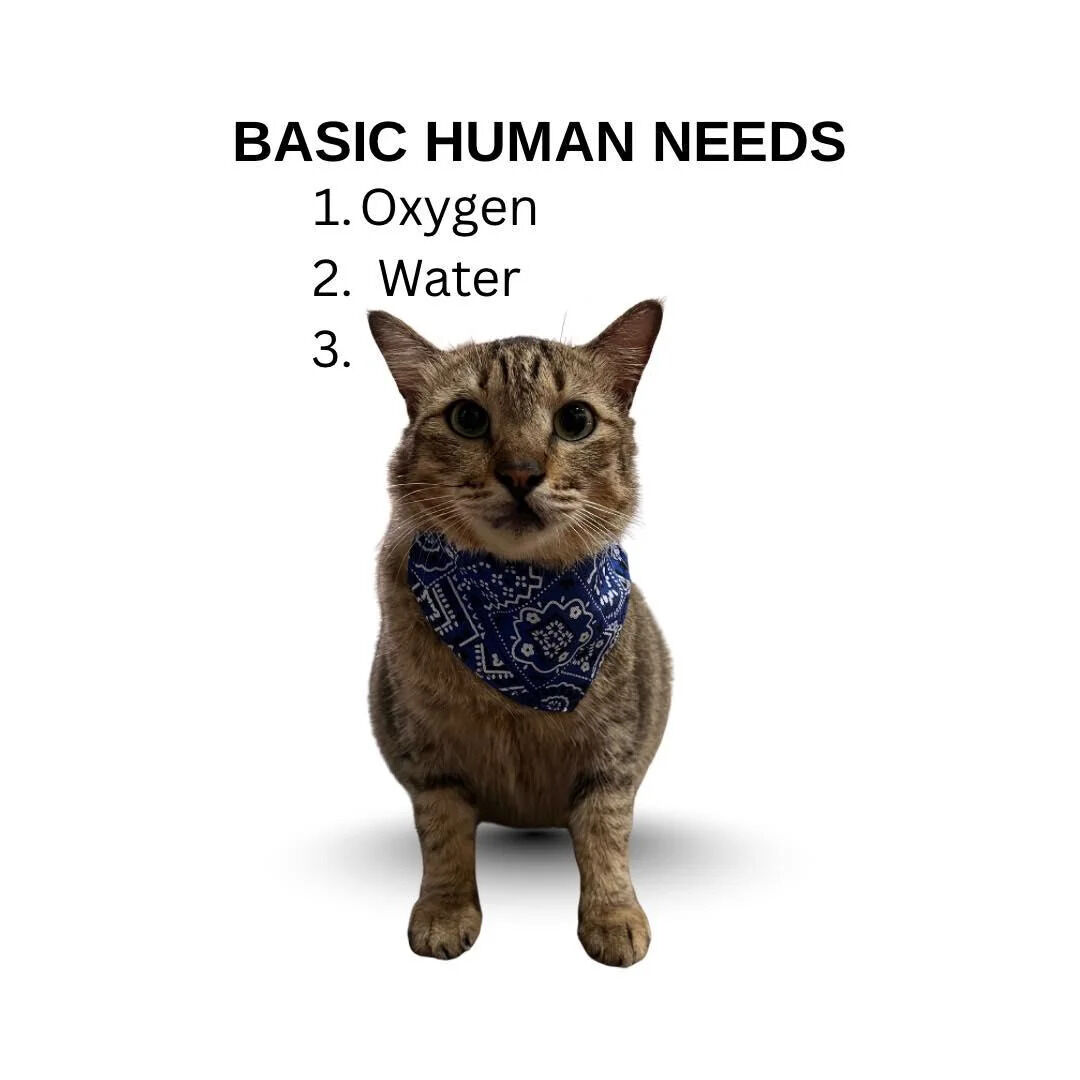 A humorous meme featuring a tabby cat wearing a blue bandana with white patterns. The cat is positioned below a list titled 'BASIC HUMAN NEEDS' that includes '1. Oxygen' and '2. Water'. The cat appears in place of the third item on the list, playfully suggesting that cats (or pets) are the third basic human need. The cat has an alert, curious expression and is sitting upright facing forward against a plain white background.