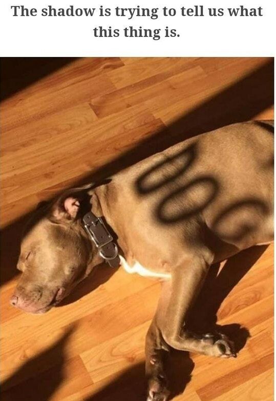 This meme features a real pit bull-type dog sleeping peacefully on a light wooden floor. A natural shadow cast across the dog's body forms the number 69, a figure with a well-known sexual innuendo. The top text reads *'The shadow is trying to tell us what this thing is,'* which playfully draws attention to the accidental, funny shape of the shadow. The joke is lighthearted and wholesome, leaning into the absurdity of the natural shadow rather than explicit content, making it a gentle, amusing animal meme.