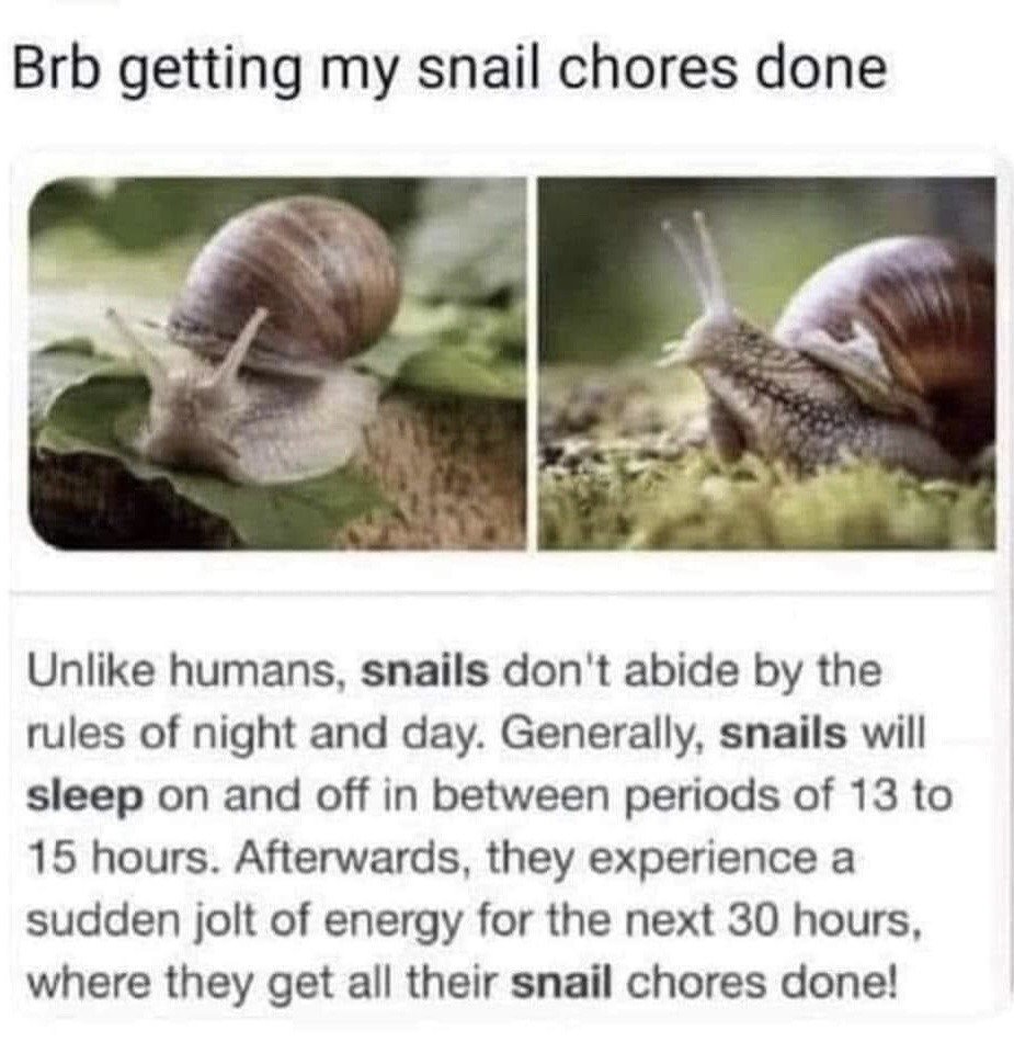 This is a two-panel humorous meme centered on snail behavior. The top of the meme displays the caption "Brb getting my snail chores done". Below the caption are two side-by-side photos of real common garden snails: the left image shows a snail resting stationary on a green leaf, while the right shows a snail actively crawling across mossy ground. The bottom text block explains a verified zoological fact about snail sleep cycles: unlike humans, snails do not follow a standard day/night schedule, instead sleeping intermittently for 13 to 15 hours before experiencing a sudden burst of energy that lasts 30 consecutive hours, during which they complete all their "snail chores". The joke relies on playful personification of snails, playing on the relatable human experience of resting for long periods followed by a short, intense burst of productivity to complete needed tasks.