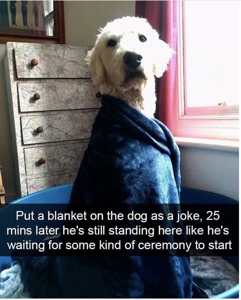 A white dog with curly fur stands upright in a room, wrapped snugly in a blue blanket that covers its body from the shoulders down. The dog's posture is upright and still, with a serious expression, as if posing. In the background, there is a vintage-style dresser with four drawers featuring a map-like patterned surface and wooden knobs, positioned to the left of the dog. To the right, a window with a white frame and red curtains allows natural light to stream in, illuminating the scene. Below the image, a caption is displayed, explaining the context: 'Put a blanket on the dog as a joke, 25 mins later he's still standing here like he's waiting for some kind of ceremony to start'.