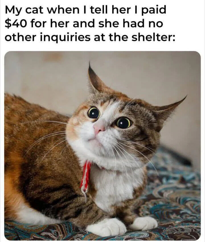 This is a single-panel animal meme featuring a real domestic cat with extremely wide, shocked-looking eyes. The text above the image sets up the joke: this is the cat's reaction when her owner tells her that the owner paid a $40 adoption fee to take her home from the shelter, and that there were no other inquiries from other people wanting to adopt her. The humor comes from the cat's naturally surprised expression matching the idea of being shocked that she was unwanted before her owner adopted her, with a lighthearted wholesome tone.