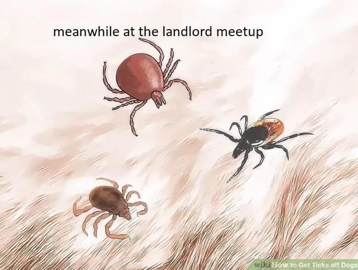 This meme uses an illustration of three ticks crawling across light brown animal fur, originally from a wikiHow instructional guide for removing ticks from dogs. Text added at the top of the image reads 'meanwhile at the landlord meetup'. The joke draws a satirical parallel between ticks, which are parasitic organisms that drain blood from host animals, and landlords, implying that landlords are similarly parasitic by extracting excessive rent and resources from tenants without providing proportional value in return.