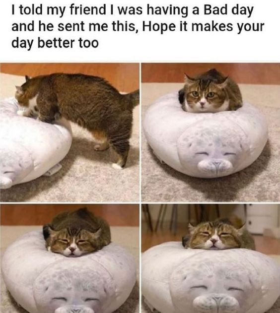 This wholesome meme features a four-photo sequence of a brown tabby cat interacting with a white seal-shaped plush pillow. The sequence starts with the cat stepping onto the pillow, then resting its head on the pillow's face to create an amusing illusion of a cat-seal hybrid. The final two photos show the cat fully settled, looking relaxed and sleepy, with its head perfectly aligned to complete the playful visual. The text above the photos reads: *"I told my friend I was having a Bad day and he sent me this, Hope it makes your day better too"*, framing the meme as a thoughtful, uplifting gesture to comfort someone going through a tough time.