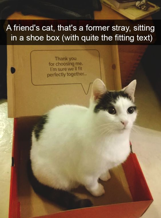 This wholesome meme features a real black-and-white former stray cat, now adopted, sitting inside an open red cardboard shoe box. On the inner flap of the box, a printed speech bubble contains the text "Thank you for choosing me. I'm sure we'll fit perfectly together...", which accidentally lines up perfectly with the context of the newly adopted stray cat, creating a heartwarming coincidence. A top text overlay explains the backstory of the cat.