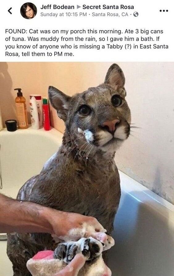 This meme is a screenshot of a Facebook post from user Jeff Bodean in the 'Secret Santa Rosa' group. The post details that he found a 'cat' on his porch, fed it 3 large cans of tuna, bathed it due to rain mud, and asks if anyone in East Santa Rosa is missing a 'Tabby (?)'. Below the post, a photograph shows a mountain lion (cougar) sitting in a bathtub, having its paw washed with soapy foam, with a calm yet wide-eyed surprised expression. The core humor comes from the absurdity of mistaking a large wild mountain lion for a domestic tabby cat, treating it like a house pet. The '(?)' next to 'Tabby' hints at the poster's subtle realization that this is not a regular cat, amplifying the joke's absurdity.