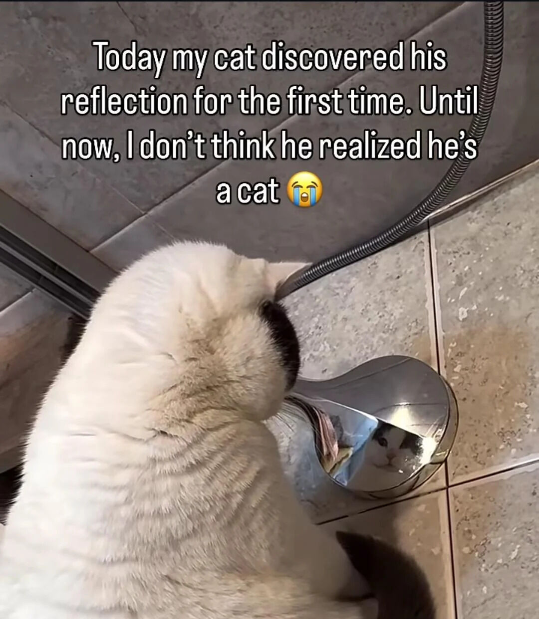 A photograph of a white cat with black patches on its head and tail, positioned on a tiled floor. The cat is focused on its reflection in a shiny metallic object, likely a bathroom fixture (possibly a faucet or drain cover). Above the cat, a white text overlay reads: 'Today my cat discovered his reflection for the first time. Until now, I don't think he realized he's a cat 😂'. A flexible hose, possibly a shower hose, is visible in the background, suggesting the setting is a bathroom. The cat's posture—leaning forward with its head tilted—conveys curiosity as it interacts with its reflection.