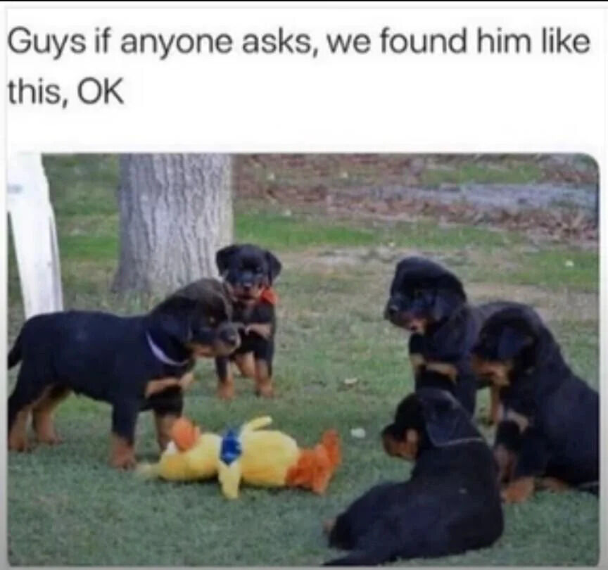 A meme featuring four black and tan Rottweiler puppies standing and sitting on a grassy lawn, gathered around a yellow stuffed toy with orange ears. The puppies appear to be intently looking at the toy, creating a humorous anthropomorphic scene where they seem to be 'conspiring.' Above the image, a text caption reads: 'Guys if anyone asks, we found him like this, OK,' implying the puppies are collaboratively covering up their involvement with the toy, as if they're hiding that they might have played with or damaged it. The tone is lighthearted and playful, leveraging the puppies' innocent appearance for comedic effect.