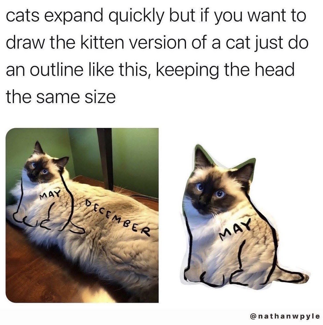 The meme opens with a text instruction at the top stating that cats grow very quickly, and a silly tip for drawing the kitten version of an adult cat: keep the head the exact same size, and only shrink the body. The left side shows a real photo of a fluffy long-haired cat lying on a wooden surface, with a hand-drawn outline over its body marking the small front portion as 'MAY' and the much longer full body as 'DECEMBER', implying the cat grew drastically in 7 months. The right side of the meme cuts off the 'DECEMBER' portion of the cat, leaving only the small 'MAY' outline with the original cat head intact, creating the visual of a tiny kitten that follows the stated drawing tip. The joke plays on the relatable observation of how rapidly kittens grow into full-sized cats, as well as the common art tip that baby animals have proportionally larger heads than adults.