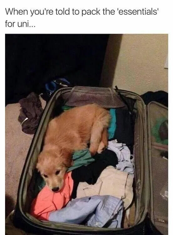 A humorous and wholesome meme featuring a small golden retriever puppy curled up inside an open suitcase filled with various clothing items. The top text reads, 'When you're told to pack the 'essentials' for uni...', creating a playful contrast between the expected practical items for university and the puppy humorously positioning itself as an essential 'item' to bring. The puppy appears calm and curious, lying among folded and crumpled clothes in the suitcase, which is placed on a carpeted floor with some additional衣物散落在旁边. The image evokes warmth and lightheartedness, highlighting the bond between pets and their owners.