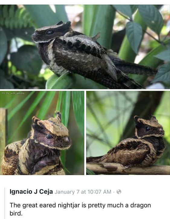 This image is a collage of three high-resolution photos of the Great Eared Nightjar, a real bird species, paired with a social media comment. The top photo shows the bird perched on a thick green plant stem, while the two lower photos display different close-up angles, emphasizing its distinctive head feathers that create a striking, dragon-like silhouette. The comment below the collage reads, 'The great eared nightjar is pretty much a dragon bird' — a playful, lighthearted observation that draws a visual parallel between the bird's unique crest and the head of a mythical dragon, highlighting the animal's unusual, fantastical appearance.