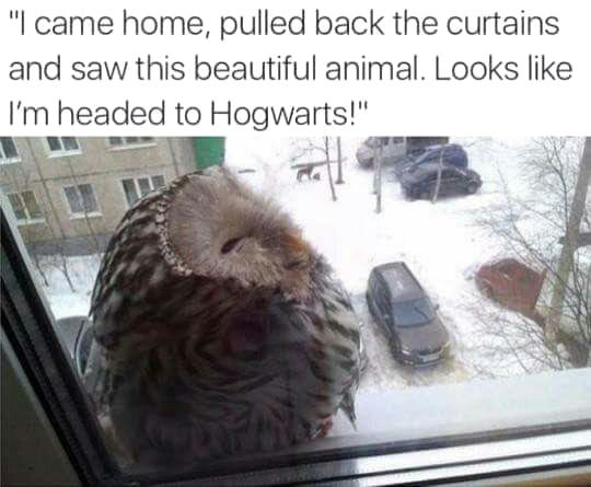 This viral wholesome meme features a real photograph of a large wild owl perched on the outside ledge of a residential apartment window, looking in, with a snowy residential neighborhood visible outside. The overlaid text describes a person coming home to find this owl after pulling back their curtains, and makes a joke referencing Harry Potter canon: since owls deliver Hogwarts School of Witchcraft and Wizardry acceptance letters in the series, this unexpected encounter means the person is finally headed to Hogwarts. The gag is a lighthearted, wholesome joke that turns a random cute wildlife sighting into a fun magical reference beloved by Harry Potter fans.