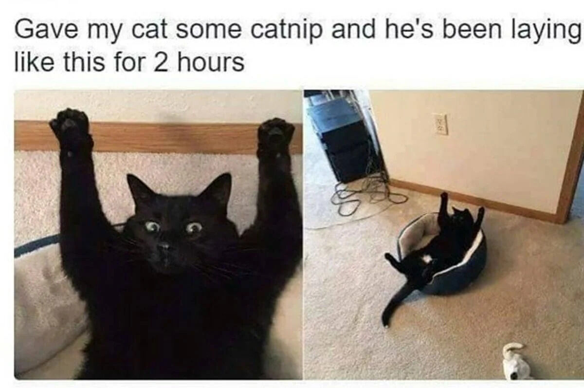 A two-panel meme featuring a black cat's reaction to catnip. The top text reads 'Gave my cat some catnip and he's been laying like this for 2 hours'. The left panel shows a close-up of the cat with wide, startled eyes, raising both front paws above its head against a wooden trim on a textured wall. The right panel shows the cat lying on its back in a round, blue cat bed on a beige carpeted floor, with one paw raised and body sprawled, appearing relaxed. The contrast between the cat's energetic (left) and dazed (right) postures humorously illustrates the effects of catnip.