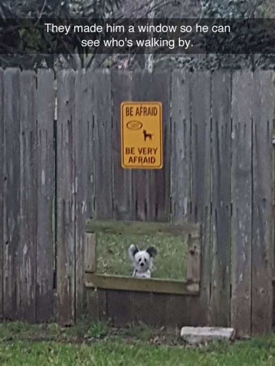 This image is a humorous meme featuring a small, fluffy black-and-white dog peeking through a custom-cut window in a weathered wooden fence. Above the dog, a bright yellow warning sign displays the text "BE AFRAID" (accompanied by a small icon of a fierce-looking dog) followed by "BE VERY AFRAID". A text overlay at the top of the image reads: "They made him a window so he can see who's walking by."

The core joke comes from the stark, absurd contrast between the aggressive, intimidating tone of the warning sign and the tiny, harmless-looking dog below it. The sign sets up an expectation of a large, fierce guard dog, but the reality of the small, innocent-looking pet subverts this entirely, creating a wholesome, anti-humor visual gag. The window allows the dog to observe passersby, but its diminutive size makes the over-the-top warning seem ridiculous and funny.