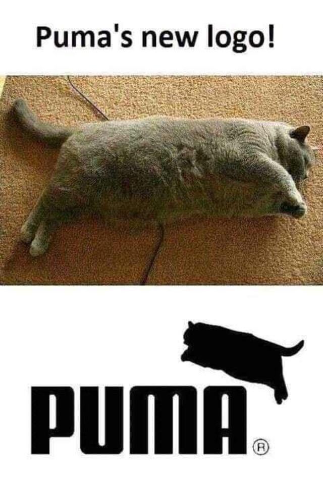 A meme humorously presenting a chubby gray cat as a fictional 'new logo' for Puma. The top section displays the text 'Puma's new logo!', followed by a photograph of an overweight gray cat lying on its side on a brown carpet, with its body stretched out and legs relaxed. Below the cat image is the official Puma logo, featuring a sleek black silhouette of a leaping puma above the bold 'PUMA' text. The comedic effect arises from the stark contrast between the brand's iconic athletic, streamlined logo and the cat's plump, non-athletic appearance, creating a playful visual pun that satirizes the brand's image.