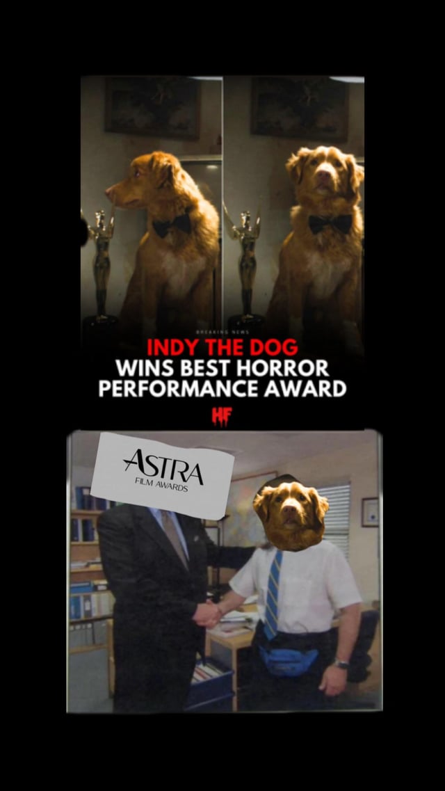 A collage-style meme featuring three images centered around a golden retriever named Indy. The top two images show Indy wearing a black bowtie, sitting next to a trophy, with bold text reading 'INDY THE DOG WINS BEST HORROR PERFORMANCE AWARD' below. The bottom image is a humorous Photoshop edit where Indy's head is pasted onto a person in a white shirt and blue tie, shaking hands with another individual in a suit; a white 'ASTRA FILM AWARDS' banner is overlaid in the top-left corner of this bottom image. The meme playfully awards a dog a 'Best Horror Performance' award, likely for comedic effect, contrasting the wholesome appearance of the dog with the horror genre.
