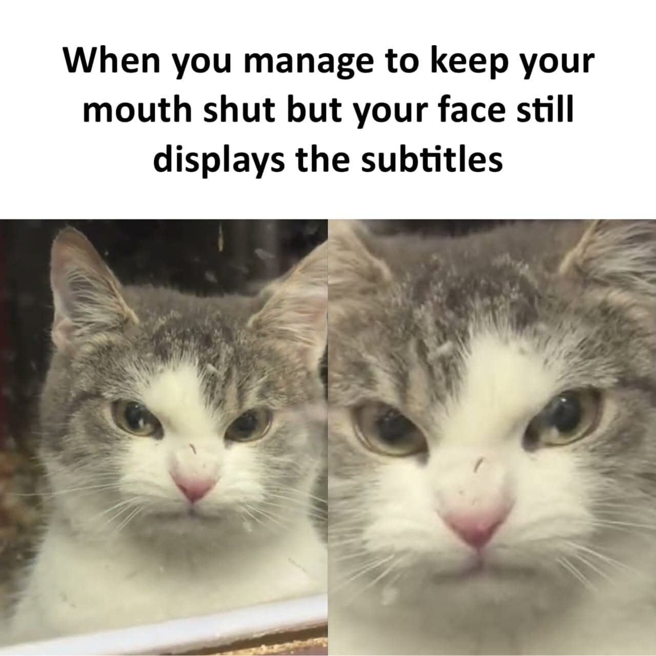 This meme has a text caption at the top that reads 'When you manage to keep your mouth shut but your face still displays the subtitles', positioned above two side-by-side close-up photographs of the same grey and white domestic cat. The cat has an extremely unimpressed, annoyed, and judgmental expression as it stares directly at the viewer, visually illustrating the relatable joke that even when you choose not to speak your negative or judgmental thoughts out loud, your facial expression clearly communicates exactly what you are thinking anyway.