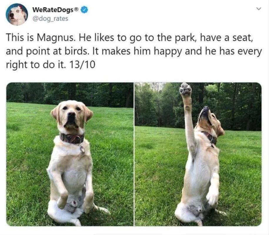 A tweet from the X.com account WeRateDogs (@dog_rates) featuring two photographs of a yellow Labrador retriever named Magnus. The left image shows Magnus sitting upright on his hind legs in a grassy field, looking directly at the camera with a calm expression, wearing a patterned collar. The right image captures him in the same grassy setting, raising his front paw upward while tilting his head back, appearing to point at something in the sky. The accompanying tweet text introduces Magnus, explaining he enjoys going to the park, sitting, and pointing at birds—an activity that makes him happy—and rates him 13/10.