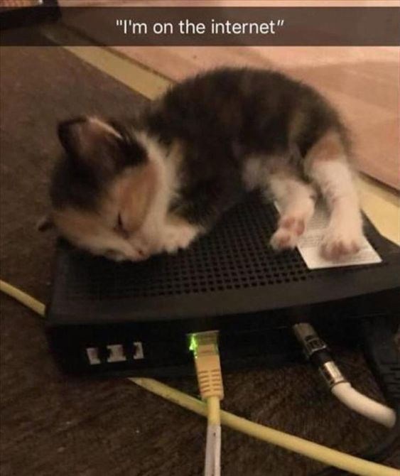 This image shows a small fluffy calico kitten sleeping soundly while curled up directly on top of a black home internet modem/router, with an active powered-on Ethernet cable plugged into the front. Text at the top of the image reads "I'm on the internet", which is a playful pun on the double meaning of the phrase: normally 'being on the internet' means using it digitally, but here the kitten is literally physically on the internet hardware (the router that provides the internet connection). The image is a cute, wholesome joke.