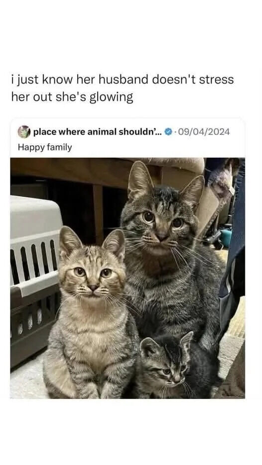 A screenshot of an X.com (Twitter) post featuring a wholesome photograph of three tabby cats: two adult cats and one kitten, sitting closely together in a calm indoor setting. The post, made by user 'place where animal shouldn't...' on 09/04/2024, is captioned 'Happy family.' Above the post, there is a top comment that playfully anthropomorphizes the cats, stating, 'i just know her husband doesn't stress her out she's glowing,' implying the cats form a happy, harmonious family unit. The cats appear calm and content, with soft expressions, enhancing the wholesome and cute tone of the image.