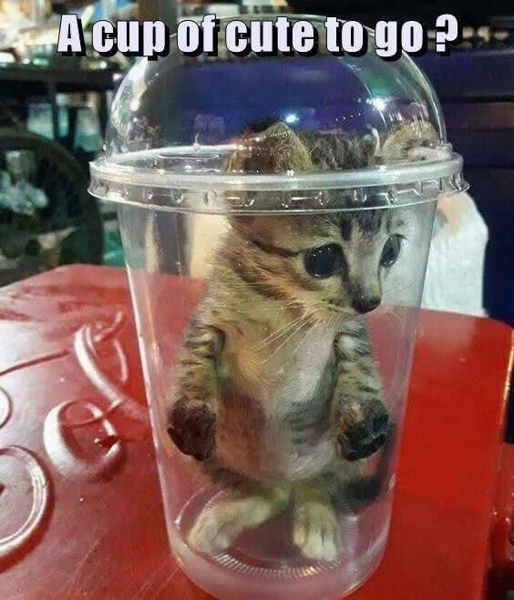 A photograph featuring a small kitten sitting upright inside a clear plastic cup with a dome lid. The kitten has large, innocent eyes and its front paws are slightly raised, creating an endearing and playful pose. The cup is placed on a red table with a subtle decorative pattern. At the top of the image, there is a text overlay that reads 'A cup of cute to go?', which humorously plays on the phrase 'a cup of coffee to go' by substituting 'coffee' with 'cute' to emphasize the kitten's adorable appearance. The background is slightly blurred, focusing attention on the kitten in the cup.