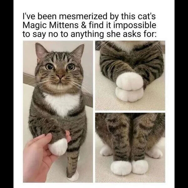 A wholesome collage featuring a tabby cat with striking white-tipped paws (referred to as 'Magic Mittens'). The top section contains the text: 'I've been mesmerized by this cat's Magic Mittens & find it impossible to say no to anything she asks for:'. Below the text, there are three images: a left panel showing the cat with wide eyes, a white chest, and a human hand gently holding one of its paws; a top-right panel with a close-up of the cat's front paws crossed, highlighting their fluffy white tips; and a bottom-right panel displaying the cat's back paws, also with white tips, as it sits. The overall tone is endearing and heartwarming, emphasizing the cat's cute paws.