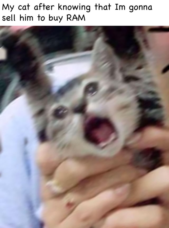 The meme features a close-up image of a small, light-colored cat being held by human hands. The cat has its mouth wide open in a shocked, almost scream-like expression, with wide eyes and ears slightly tilted back, conveying distress or surprise. Above the image, there is a text overlay that reads: 'My cat after knowing that Im gonna sell him to buy RAM'. The humor arises from the exaggerated reaction of the cat to the absurd scenario of being sold to purchase computer RAM, creating a playful contrast between the emotional value of a pet and the desire for tech upgrades.
