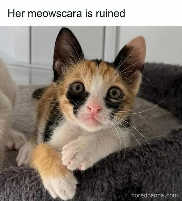 A close-up photograph of a small calico kitten with orange, black, and white fur. The kitten has large, round eyes and a distinct black marking around one eye, resembling smudged makeup. It is lying in a gray, fluffy bed with its front paws extended forward. At the top of the image, there is a text overlay that reads 'Her meowscara is ruined,' a pun combining 'meow' (the sound a cat makes) and 'mascara' (a type of eye makeup), humorously suggesting the kitten's facial marking looks like smudged mascara. A watermark 'boredpanda.com' is visible at the bottom right corner of the image.