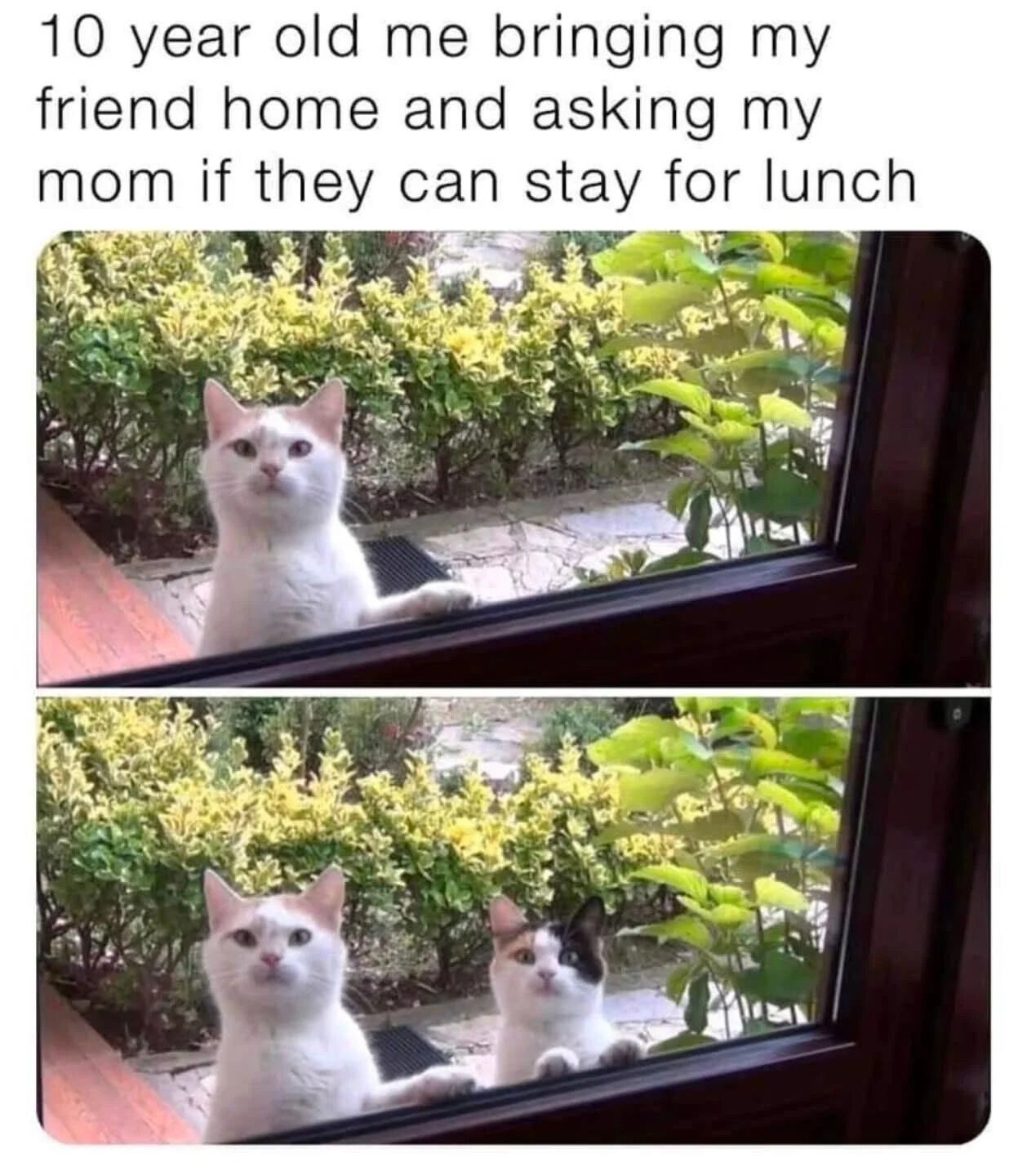 A two-panel meme featuring a humorous comparison between a child bringing a friend home and asking their mom to stay for lunch, depicted through photographs of cats. The top text reads: '10 year old me bringing my friend home and asking my mom if they can stay for lunch'. The first panel shows a white cat with a hopeful expression, one paw resting on a window sill, looking up at the window as if pleading to be let inside. The second panel shows the same white cat now accompanied by a smaller black and white cat, both looking up at the window with identical innocent, begging expressions. The meme leverages the cats' earnest demeanor to comically represent the childhood scenario of nervously asking a parent for permission to have a friend over.
