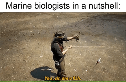 This is a humorous single-panel meme. The top text states "Marine biologists in a nutshell:". Below the text, a gameplay screenshot from Red Dead Redemption 2 shows protagonist Arthur Morgan standing on a shallow, muddy shoreline, holding a fishing rod in one hand and lifting a small caught fish up to look at it in the other. The subtitle at the bottom of the image reads "You, sir, are a fish.". The joke leans into the common stereotype that marine biologists are enthusiastically eager to identify and label every small fish they encounter, exaggerating the core of their field for comedic effect.