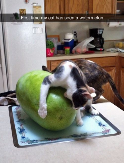 This image captures two domestic cats interacting with a large green watermelon on a kitchen countertop. A black-and-white cat is draped over the top of the watermelon, leaning down to sniff or nuzzle it with an expression of intense curiosity, while a tortoiseshell cat stands behind it, also investigating the unfamiliar fruit. The background features a typical home kitchen with wooden cabinets, a coffee maker, and various small items on the counter, creating a cozy, everyday setting. The overlaid text at the top reads "First time my cat has seen a watermelon", framing the moment as the cats' first encounter with this fruit. The humor comes from the cats' confused, fascinated reaction to an object completely foreign to their usual environment, a relatable moment for pet owners who have introduced their animals to new, odd items.