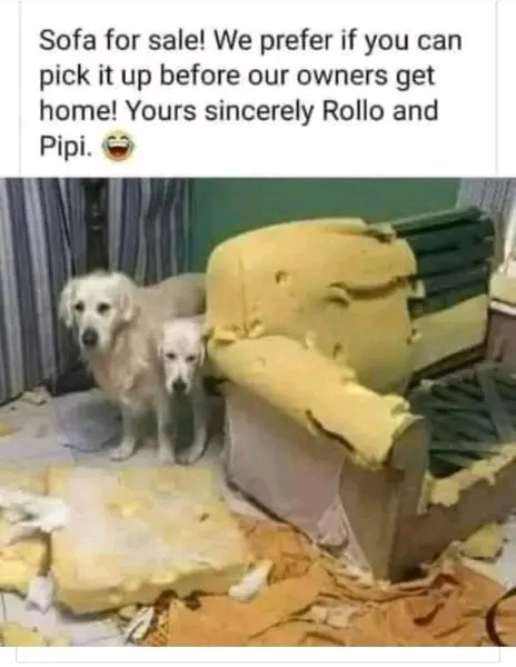 This meme features two guilty-looking golden retrievers standing beside a completely destroyed sofa—its fabric is torn away, foam padding is scattered across the floor, and the frame is exposed. Above the image, a humorous caption is written from the perspective of the dogs, signed "Rollo and Pipi": 
> Sofa for sale! We prefer if you can pick it up before our owners get home! Yours sincerely Rollo and Pipi. 😂

The joke plays on the classic guilty pet trope: the dogs are framing their destructive mischief as a fake "for sale" listing, trying to get rid of the evidence of their misbehavior before their owners return, adding a silly, anthropomorphized twist to their obvious guilt.