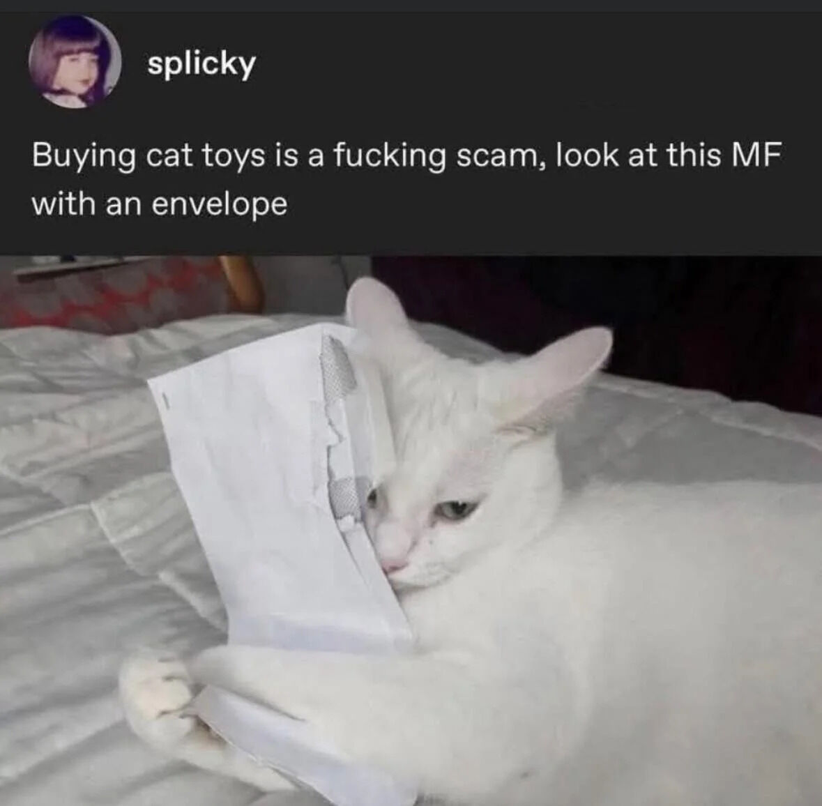 A social media post featuring a white cat lying on a bed, intently playing with a torn envelope. The post humorously argues that buying expensive cat toys is unnecessary because cats often prefer simple household items like envelopes. The cat appears content and focused on the envelope, reinforcing the poster's point.