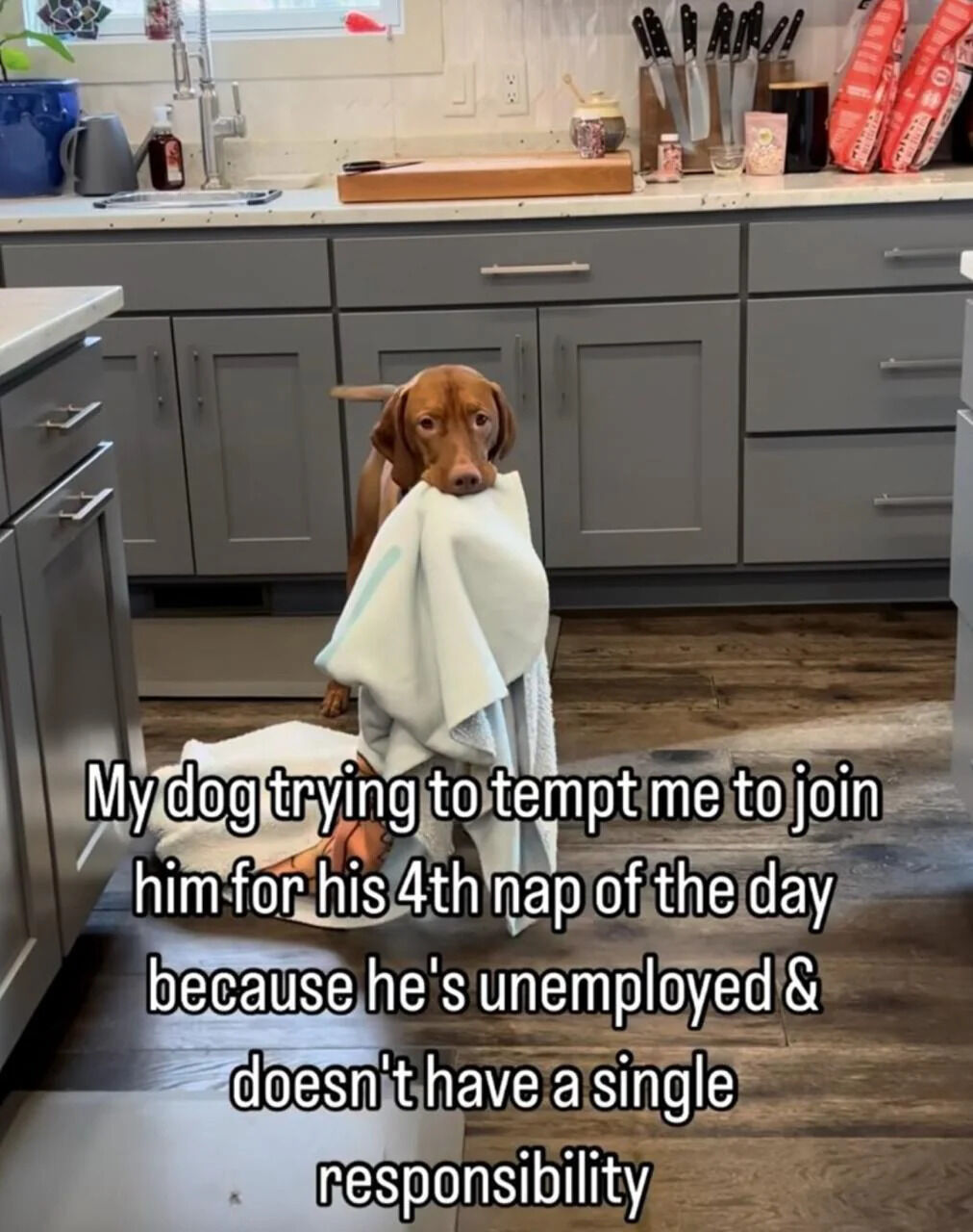 A real photo of a brown dog (likely a Vizsla) standing in a modern kitchen with gray cabinets, wooden flooring, and various kitchen items on the counter. The dog is holding a light blue towel in its mouth, with part of the towel dragging on the floor. The caption humorously anthropomorphizes the dog, framing it as trying to tempt the owner to join its 4th nap of the day, playfully emphasizing the dog's 'unemployed' status with no responsibilities.