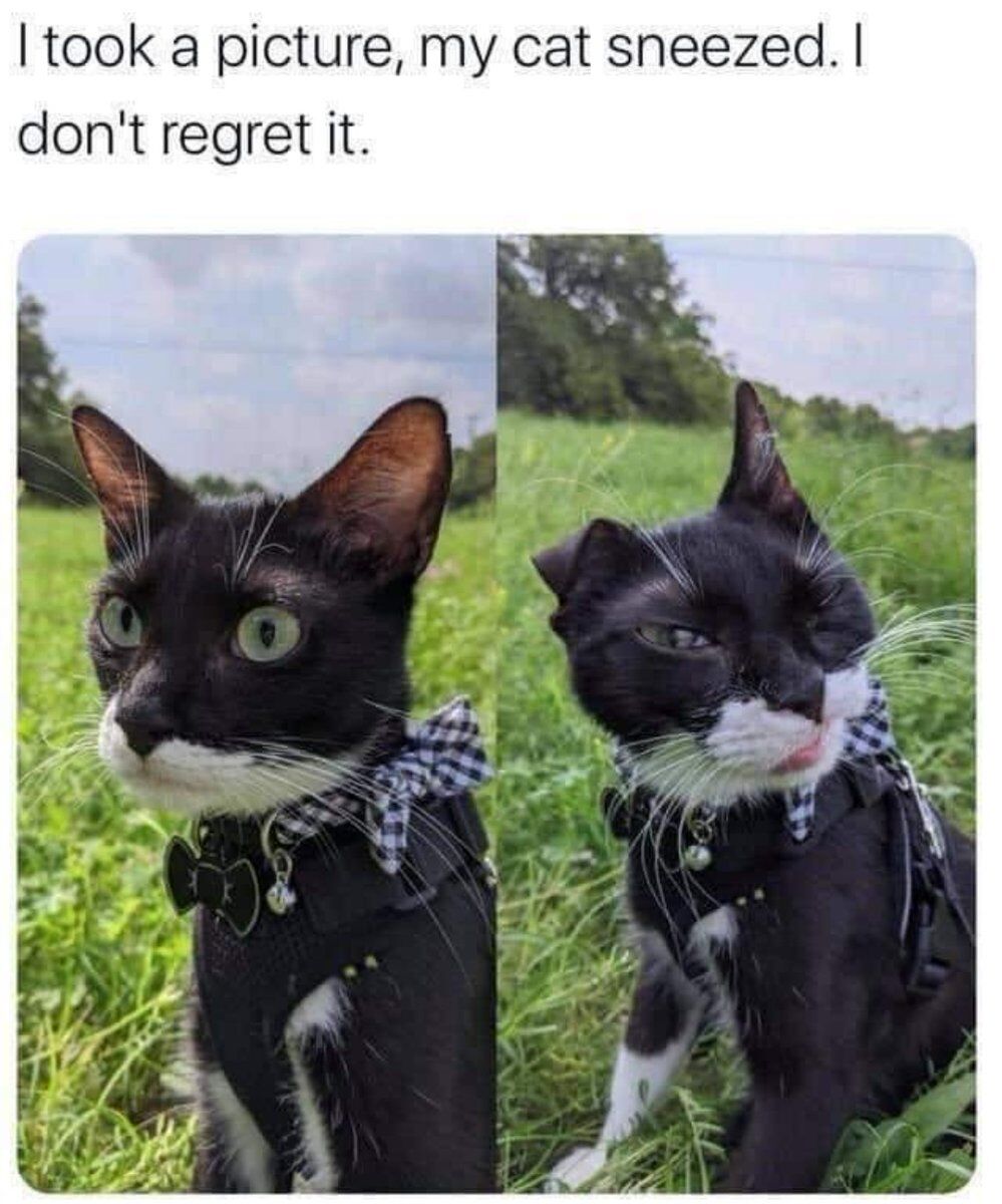This is a two-panel side-by-side meme featuring the same black and white tuxedo cat outdoors in a green grassy field. The left panel shows the cat before sneezing, looking alert with wide open eyes and both ears perked up. The right panel perfectly captures the cat mid-sneeze: one ear flops down from the force of the sneeze, both eyes are squeezed tightly shut, and its face is scrunched from the motion. Text at the top of the image reads 'I took a picture, my cat sneezed. I don't regret it.', meaning the cat's owner is glad they captured this funny, perfectly timed candid moment. The humor comes from the unexpected naturally funny pose caught mid-action.