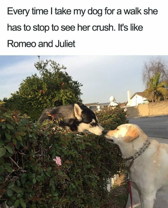 This is a wholesome animal meme featuring a photo paired with a humorous caption. The top text reads: "Every time I take my dog for a walk she has to stop to see her crush. It's like Romeo and Juliet". Below the text, a photograph shows two dogs: a husky leaning over a leafy green hedge, nuzzling or gently kissing a golden retriever standing on the sidewalk side of the hedge. The joke is a playful, over-the-top comparison between the dogs' sweet, small-scale forbidden (separated by a hedge) meeting and the tragic, iconic star-crossed romance of Shakespeare's *Romeo and Juliet*. The humor comes from framing a mundane, cute pet interaction as a dramatic literary love story, making it relatable and endearing to viewers who enjoy pet content and playful references.