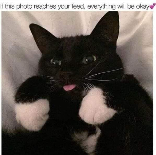 This is a feel-good single-image animal meme. It features a real black cat with wide, curious eyes and its small pink tongue slightly sticking out in a gentle, endearing expression. The cat's front paws are covered in soft, light pink plush paw covers, held up towards the viewer as if offering comfort or a gentle hug. At the top of the image, text reads 'If this photo reaches your feed, everything will be okay' followed by two small purple heart emojis, intended to send positive reassurance to anyone who sees the post.