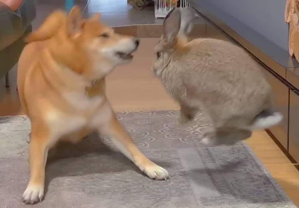 This is a blurry frame captured from a short pet video set in a residential indoor living space. On the left, a tan and white Shiba Inu dog leans back with its mouth open, displaying a shocked, startled expression while facing a Patagonian Mara (a large rodent with rabbit-like ears) on the right, which is captured mid-jump moving directly toward the dog. The scene takes place on a patterned grey rug, with wooden flooring, grey walls, and household furniture visible in the background. The humor comes from the dog's exaggerated surprised reaction to the unexpected approach of the other pet, making the clip suitable for use as a reaction to being caught off guard.