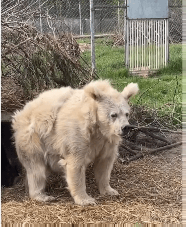 The image depicts a polar bear standing in a zoo enclosure, appearing tired and unmotivated. The bear has shaggy white fur, a slightly hunched posture, and a dull expression, as if reluctant to move. It stands on a bed of straw, with a backdrop of green grass, scattered tree branches, and a chain-link fence marking the zoo enclosure. The scene humorously captures the feeling of reluctance and exhaustion associated with seasonal depression when having to get out of bed, using the bear's sluggish demeanor as a relatable metaphor.